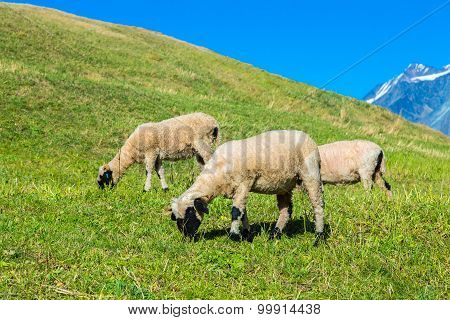 Valais Blacknose Sheep In  Alps
