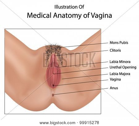 Vagina medical illustration