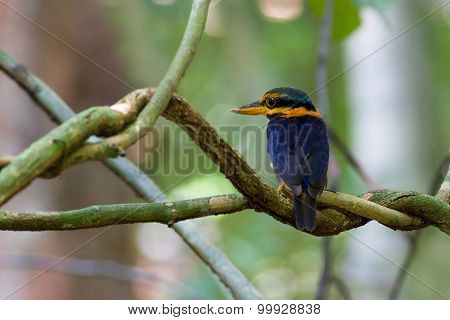 Rufous-collared Kingfisher