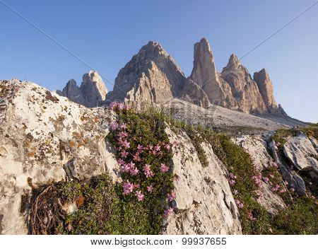 Mountains Panorama Of The Dolomites At Sunrise With Flowers In Front