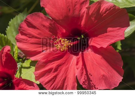 Red Hibiscus Flower