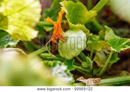 Patisson Plant Growing In The Garden