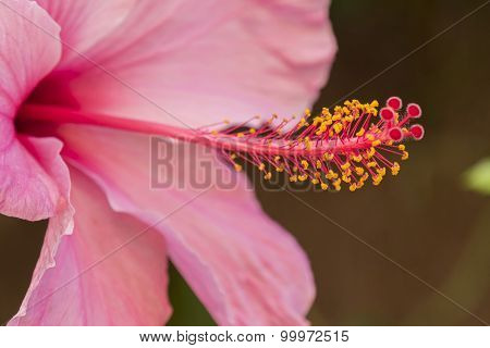 Pink Hibiscus Flower