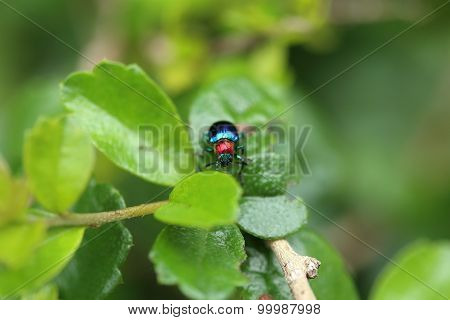 A Beetle Perched On A Plant Leaf. Superfamily Scarabaeoidea, Family Scarabaeidae, Subfamily Rutelina
