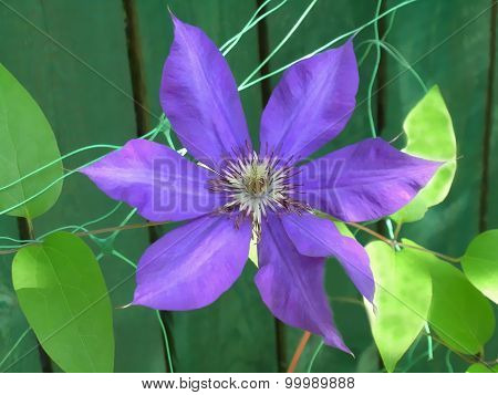 Purple passiflora flower