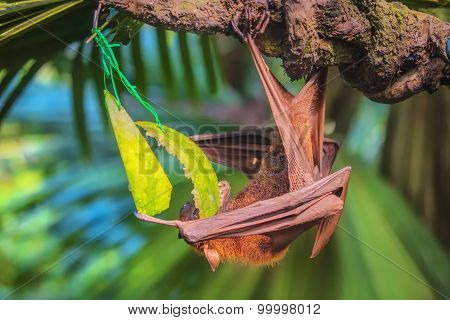 Malayan bat hanging on a tree branch