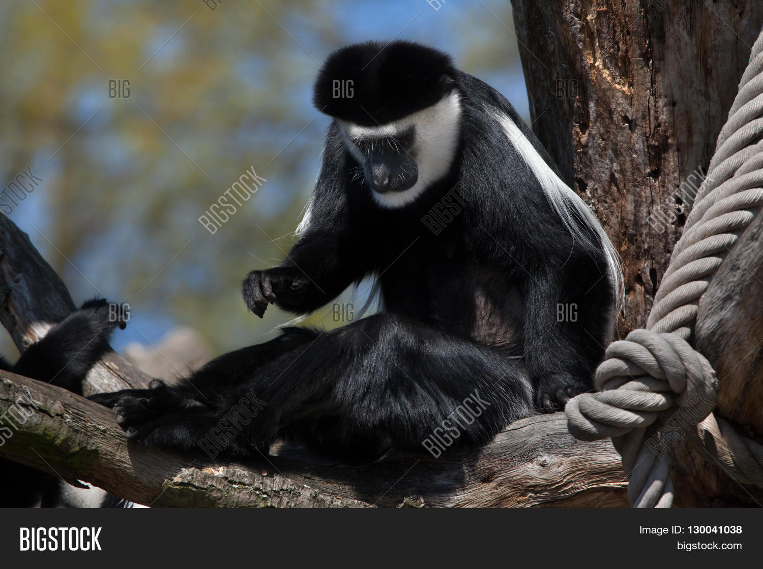 mantled guereza (colobus guereza), also known as the guereza.
