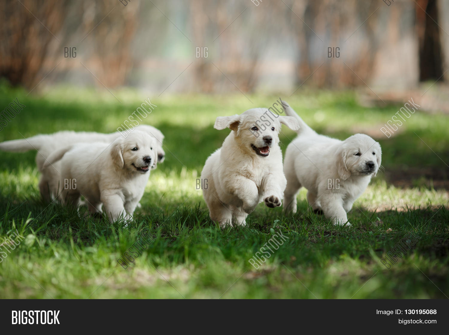 little puppys golden retriever puppies running around playing in