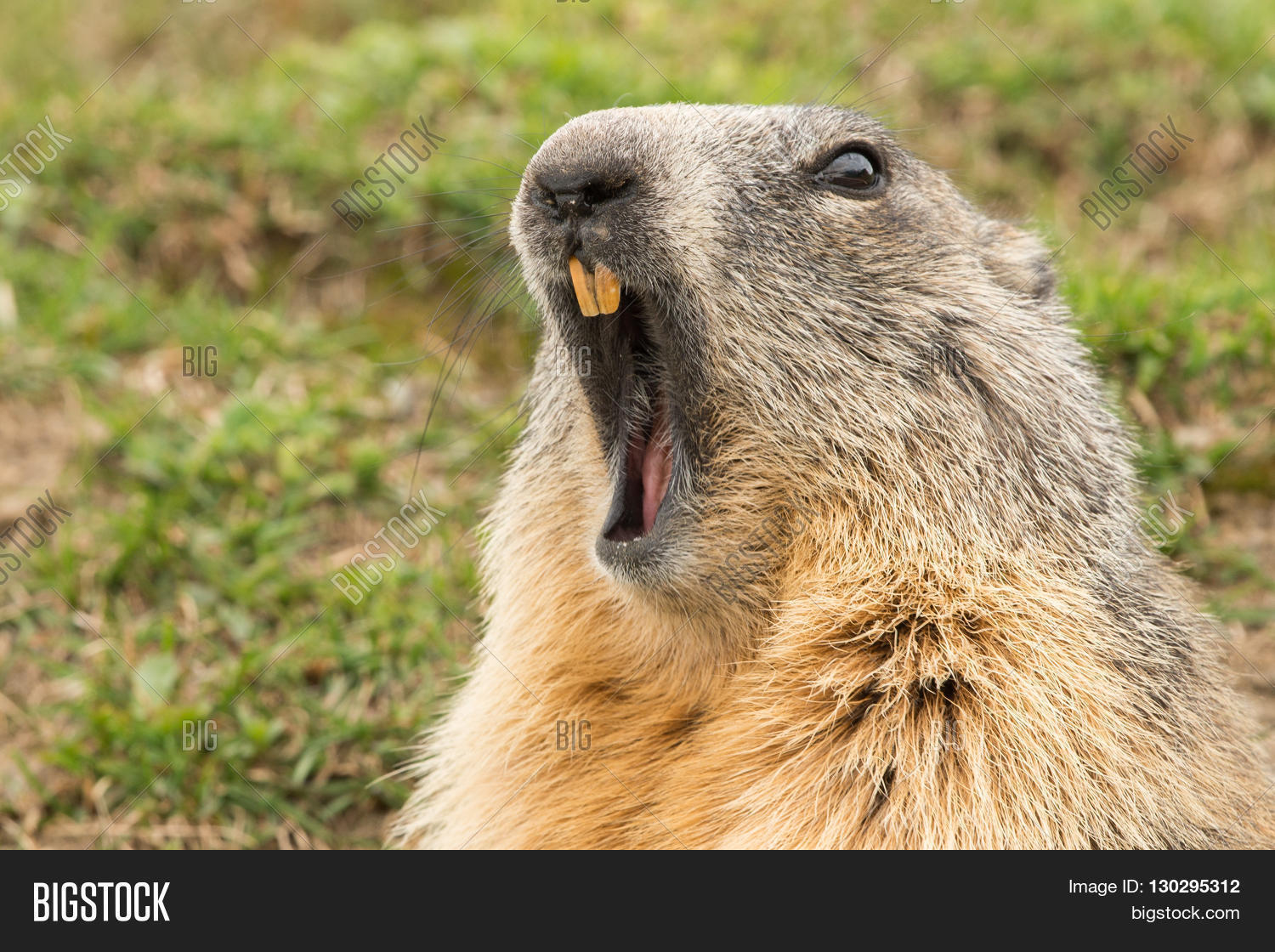 ground hog marmot day close up portrait while yawning