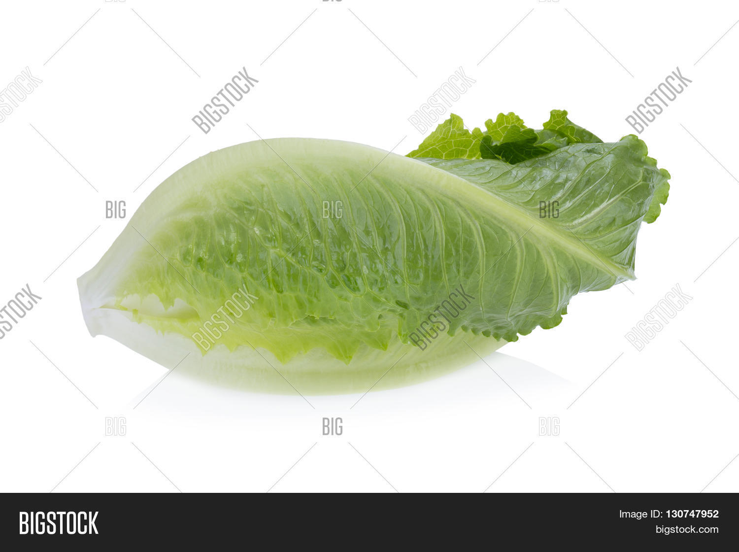 green cos lettuce isolated on white background.