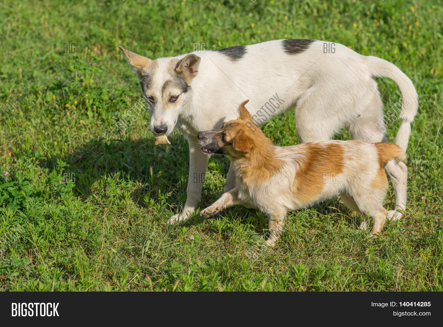 small dog begging big dog to give that tasty bone it has