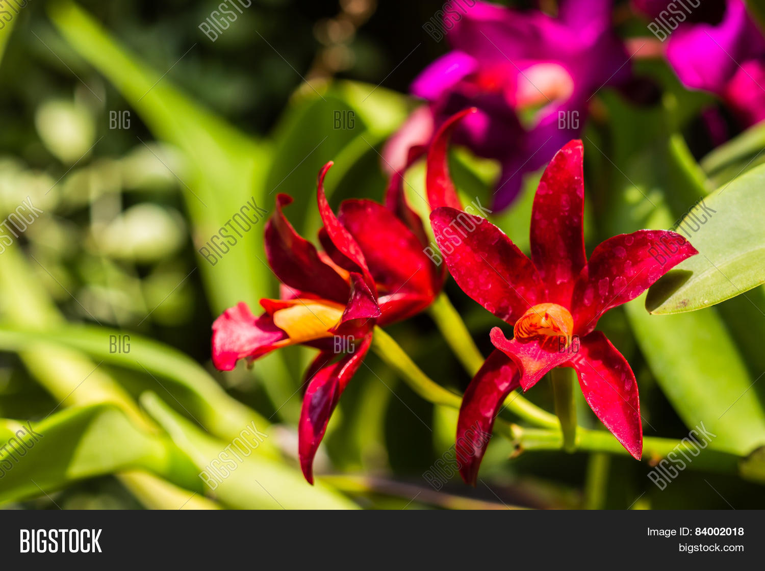 orchid flowercattleya red orchid flower in bloom in spring