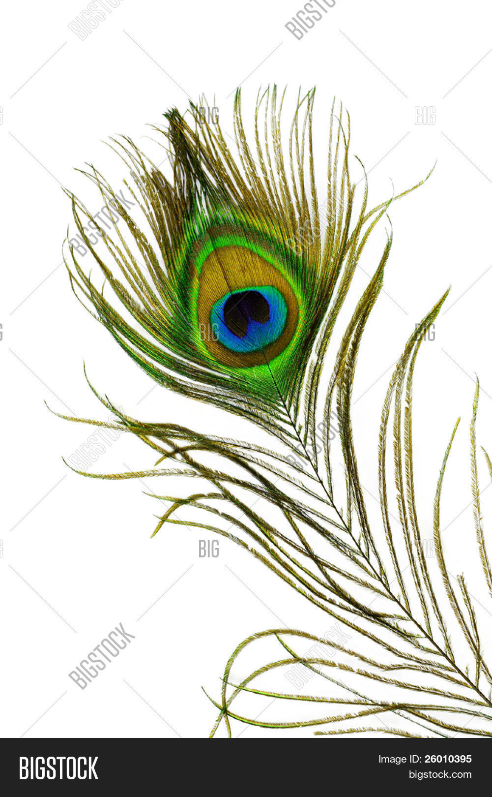 孔雀羽毛眼睛在白色背景上的详细信息