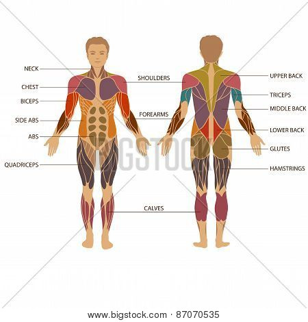 保存取消   保存 vector muscular human body, muscle man anatomy