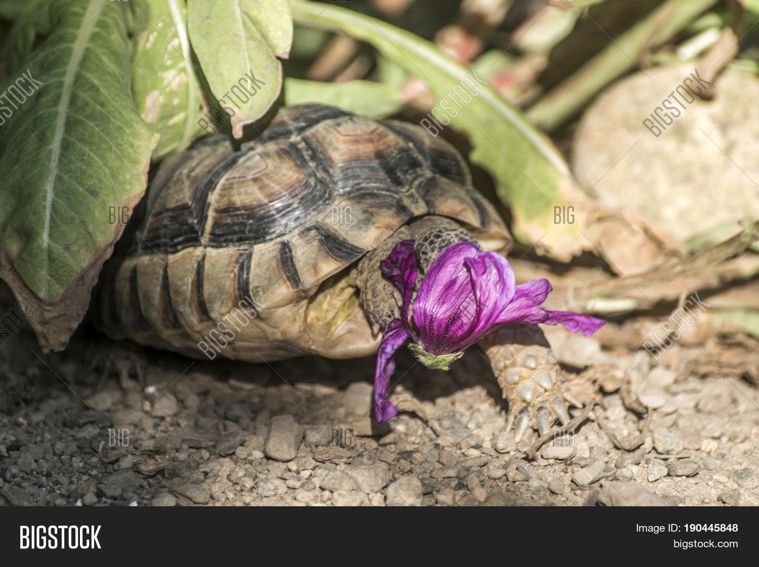 turtle testudo marginata european landturtle eating a purple