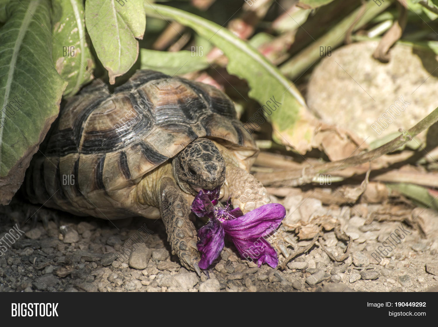 turtle testudo marginata european landturtle eating a purple