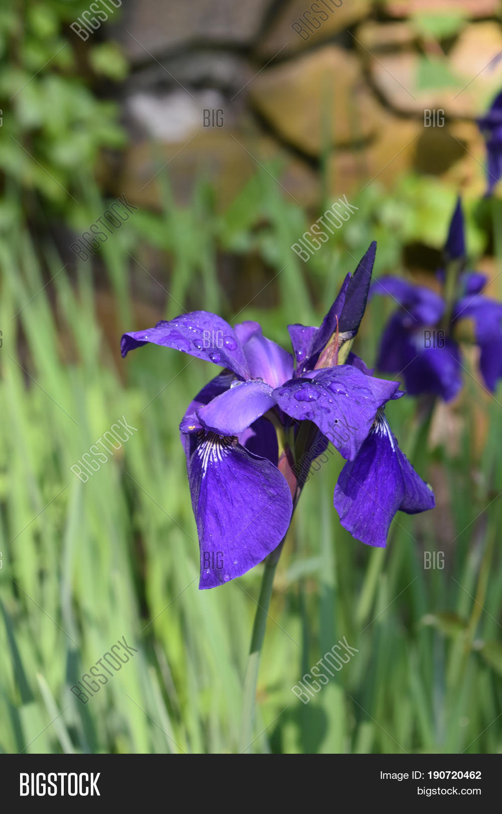 pretty cluster of blooming purple siberian iris in the spring.