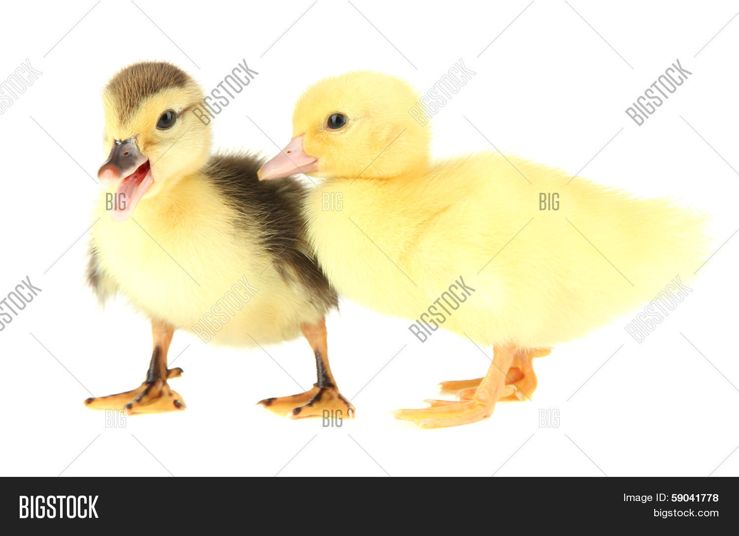 cute ducklings, isolated on white