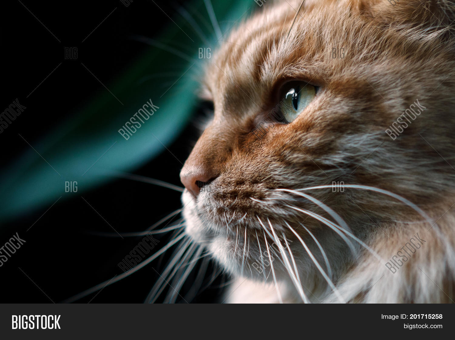 red cat breed maine coon close-up in profile.