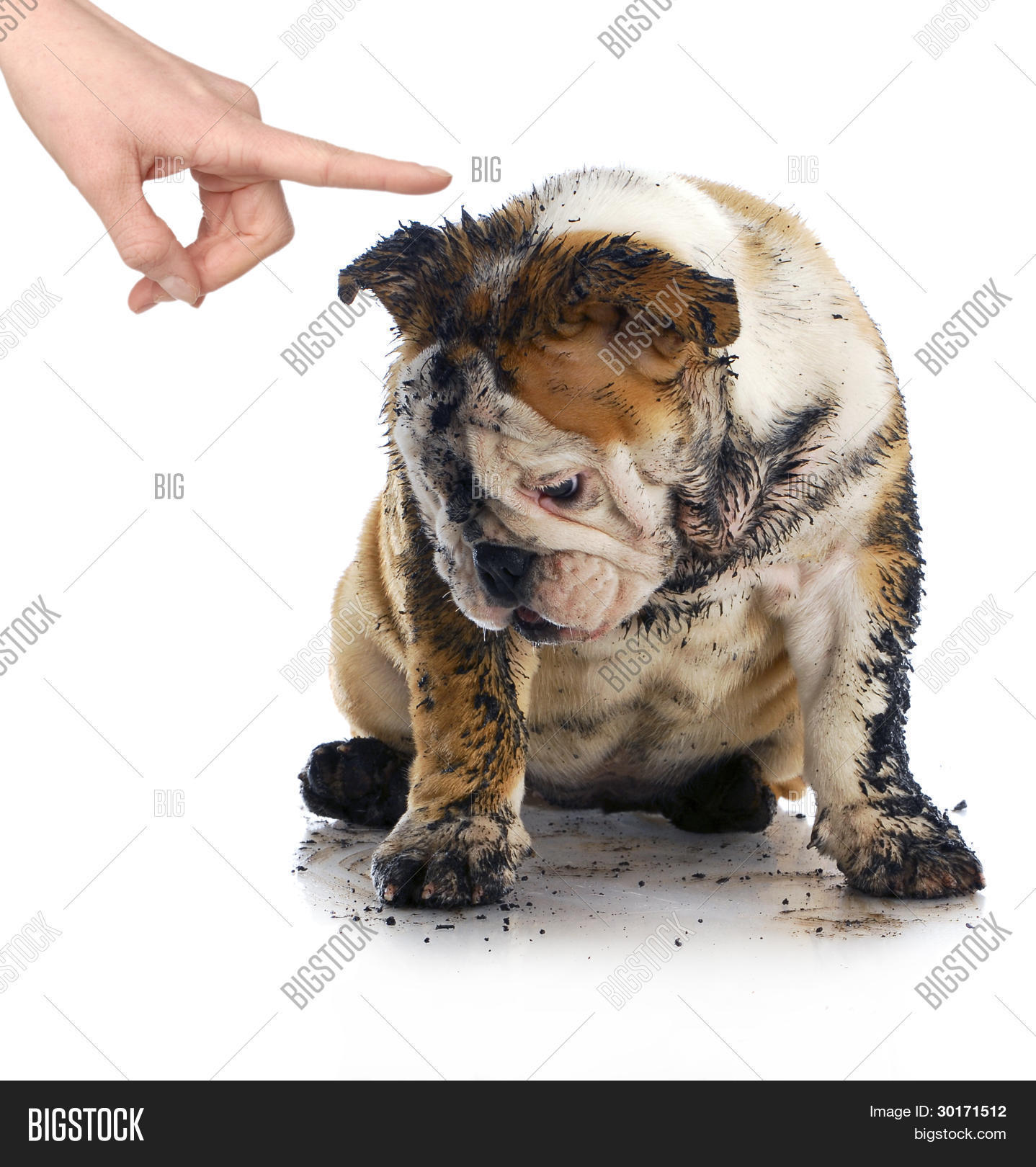 取消   保存 bad dog - dirty sad english bulldog being scolded by