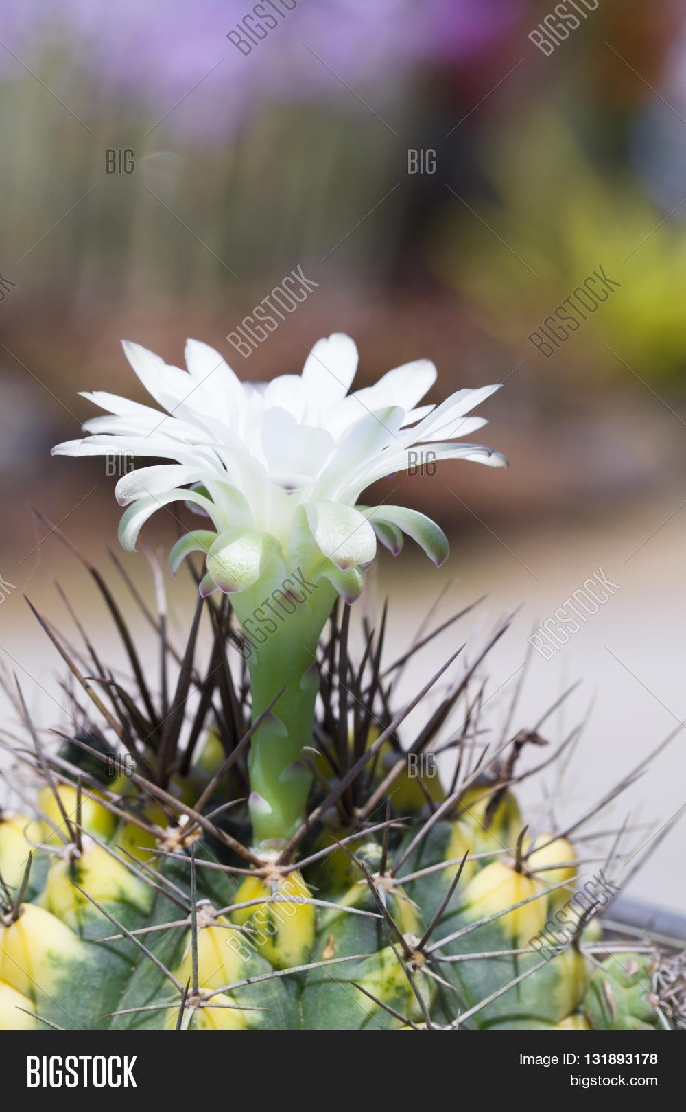 cactus flower white background blur in thailand