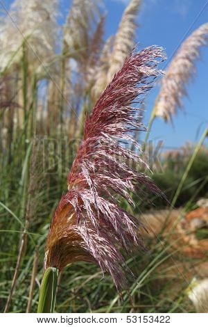 pampas grass