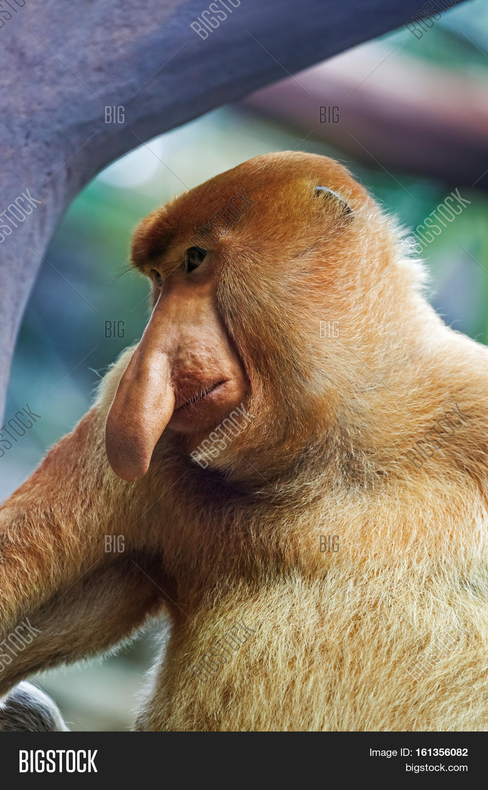 proboscis monkey in park - animal background