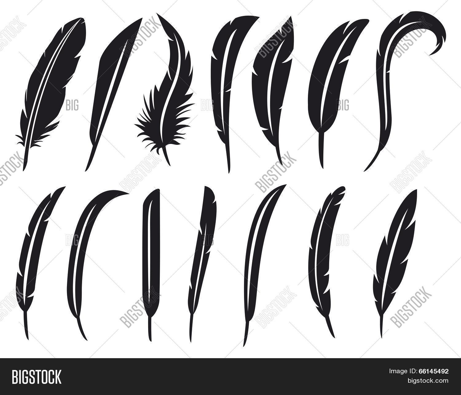 collection of feathers - feather collection vector illustration
