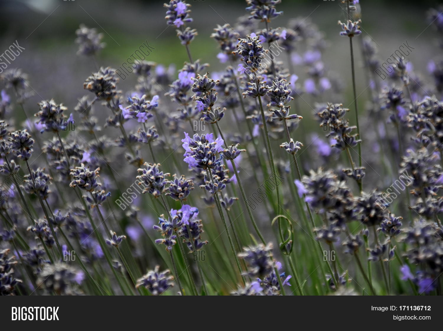 growing purple lavender flower in a field.