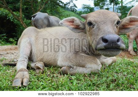 water buffalo