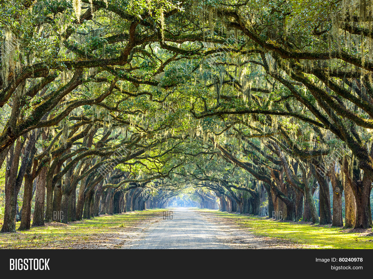 savannah, georgia, usa oak tree lined road at historic wormsloe