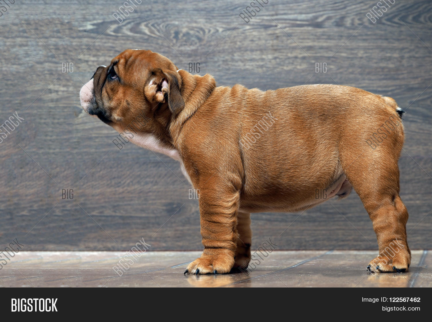 purebred english bulldog puppy. puppy 3 months.