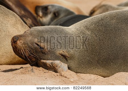 furseal,dooral,atol_大山谷图库