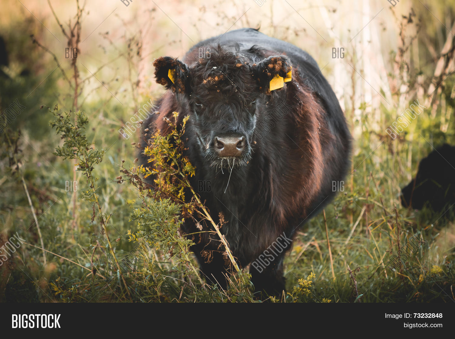 galloway cattle图片和照片 | bigstock