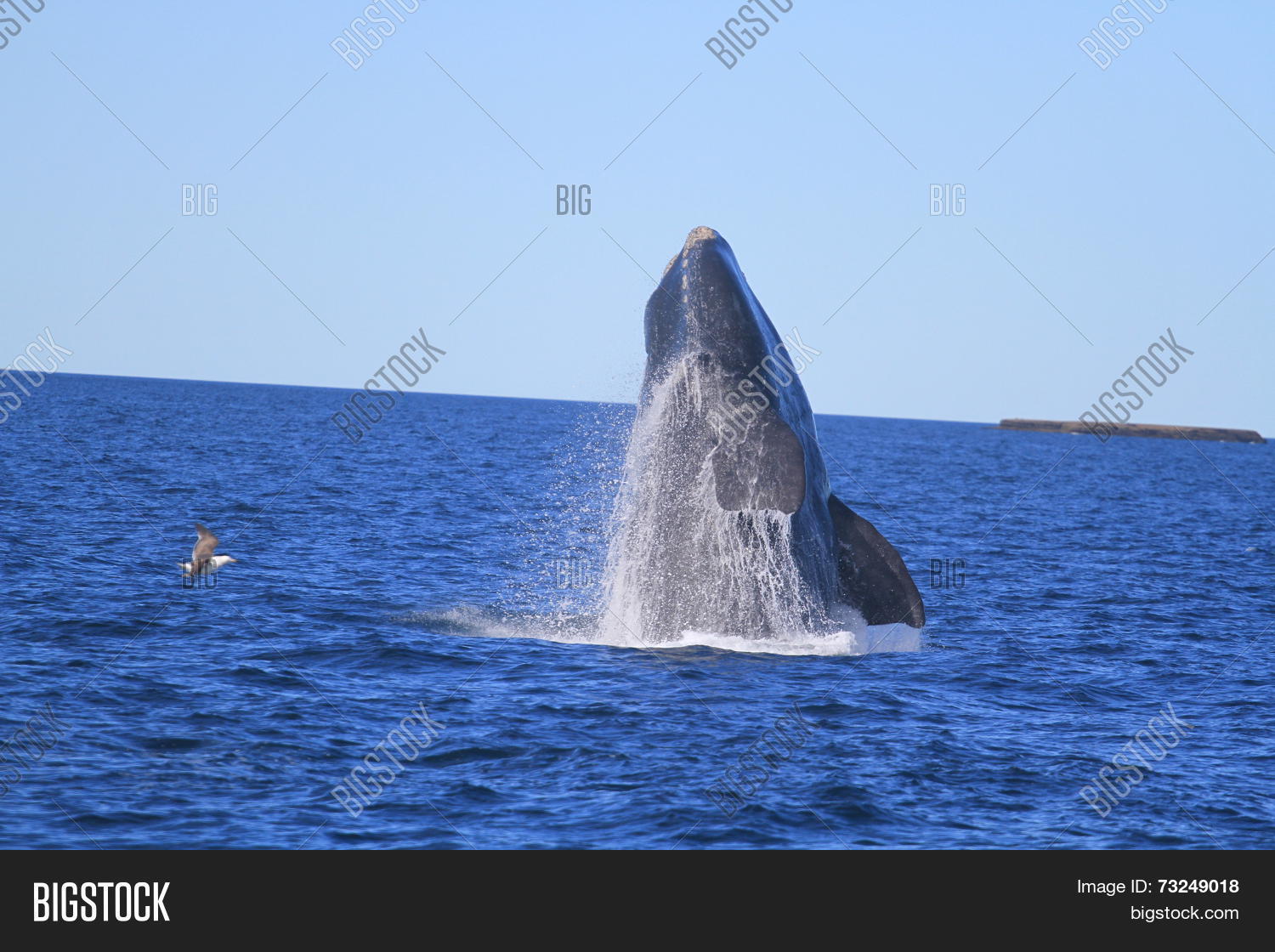 whale is jumping out of the water, in puerto piramide, patagonia