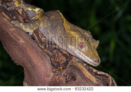 crested gecko