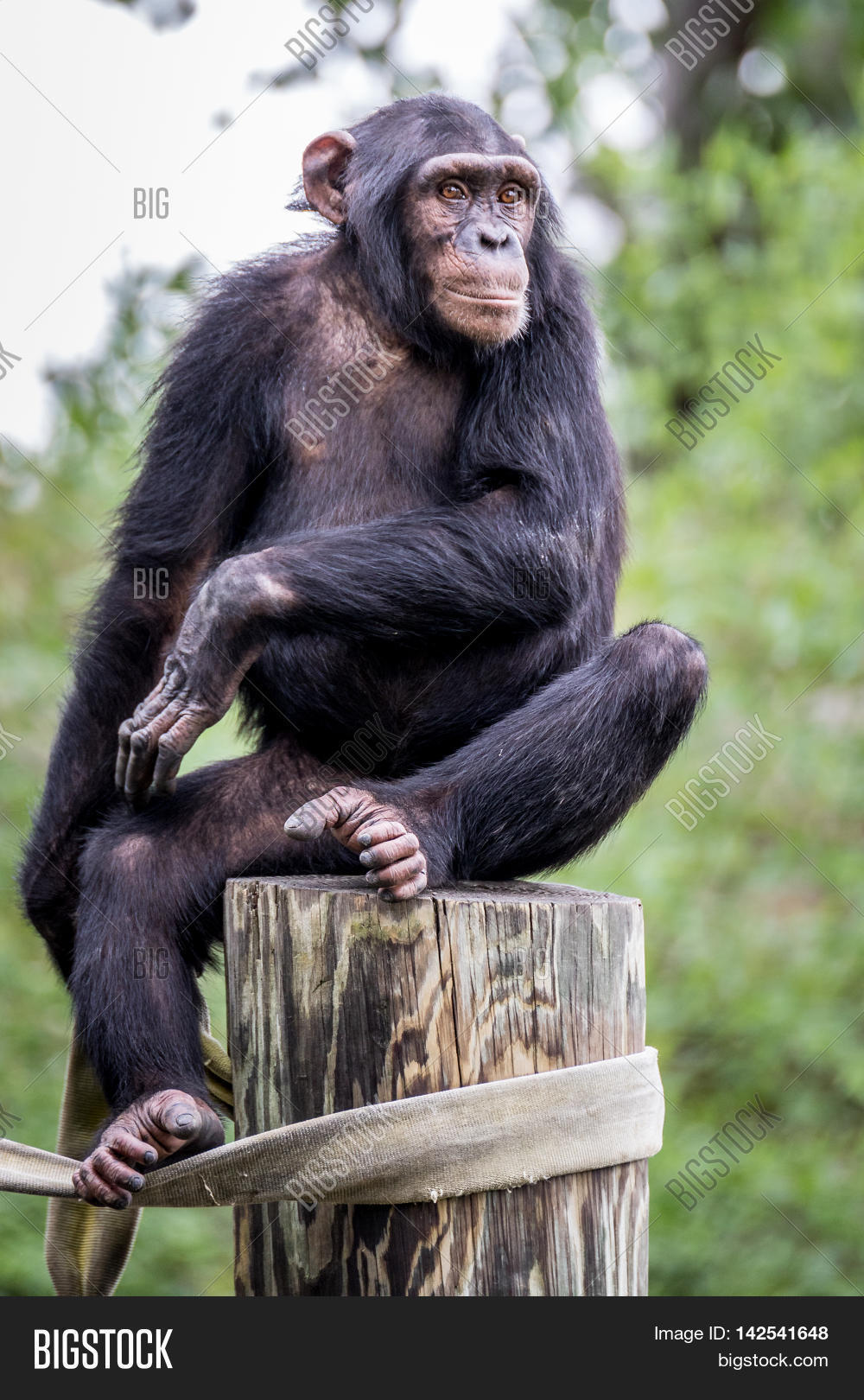 Chimpanzee Sitting On Post While Image & Photo | Bigstock