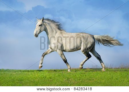 grey horse trotting