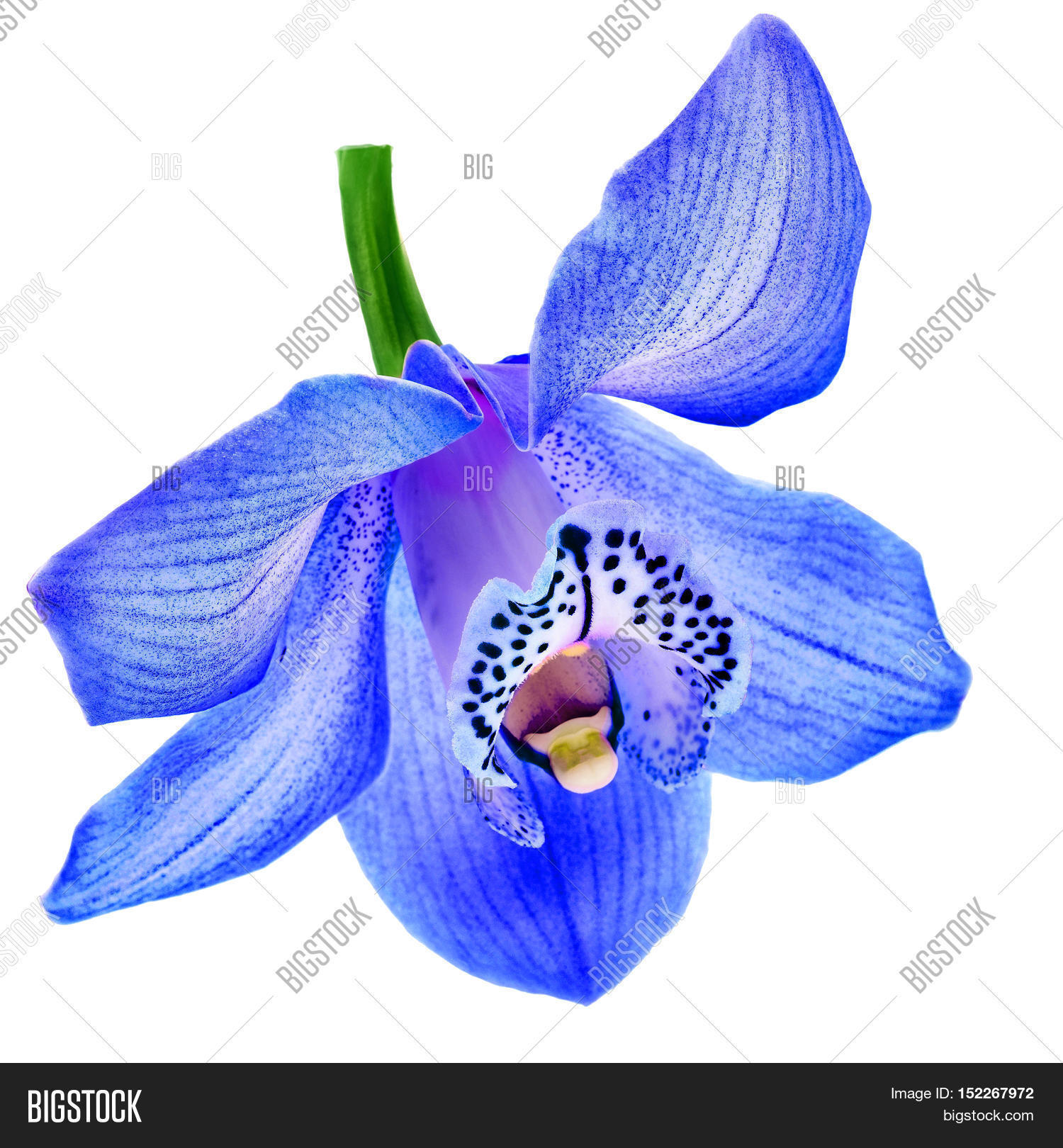 beautiful one blue orchid bud, blue phalaenopsis close-up