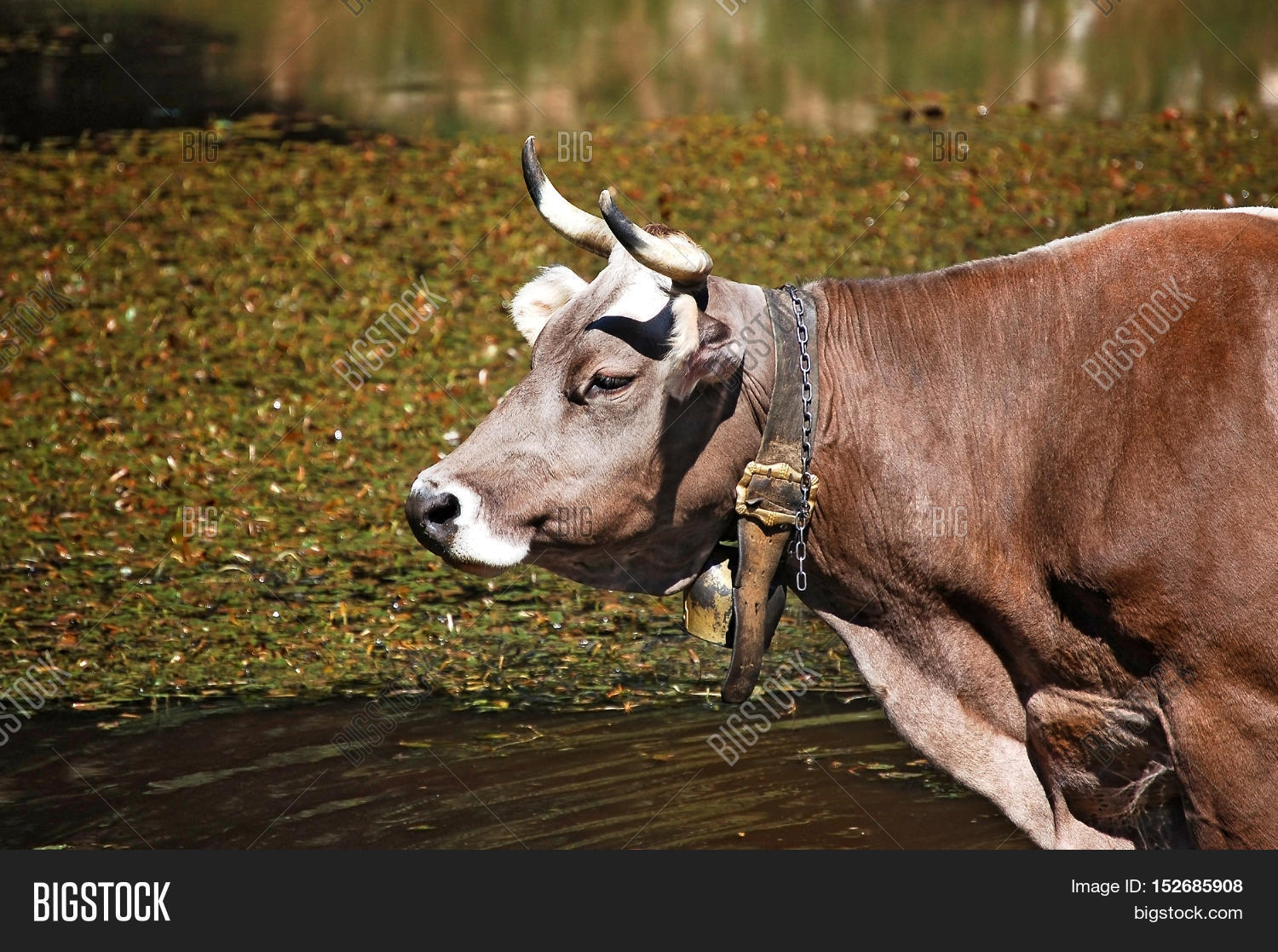 detail of a brown and white cow (heifer) with horns and cowbell
