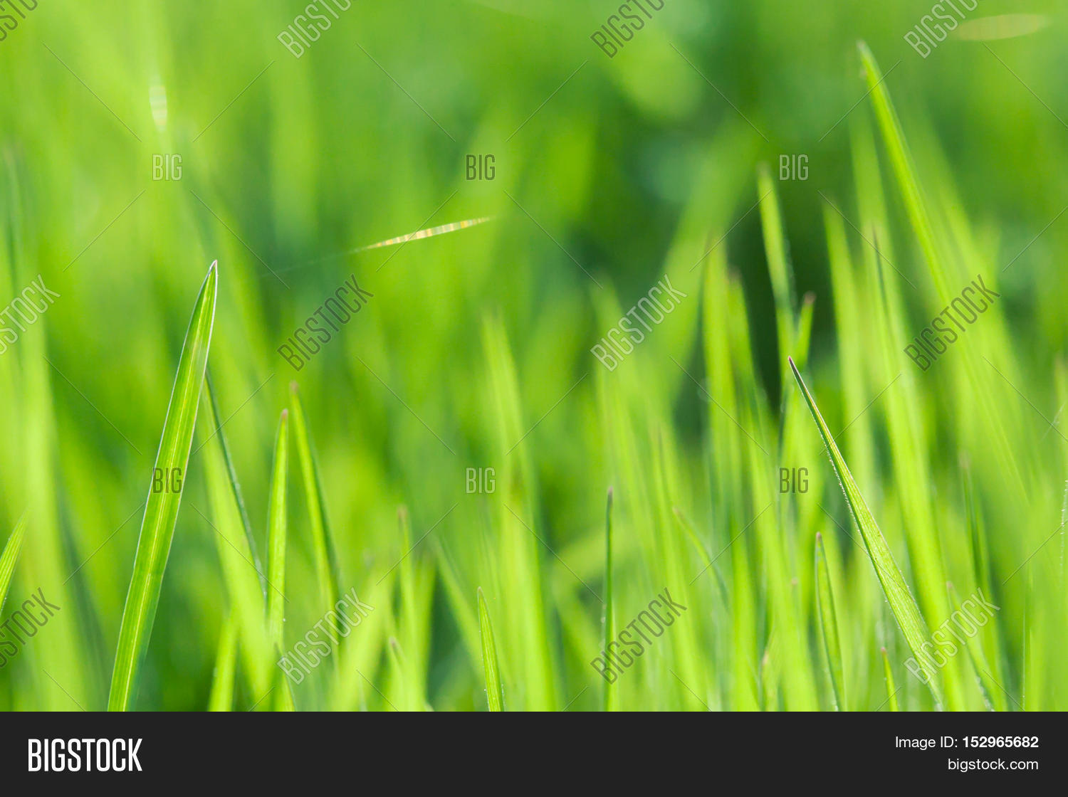 green grass close up. green grass through sun beams.