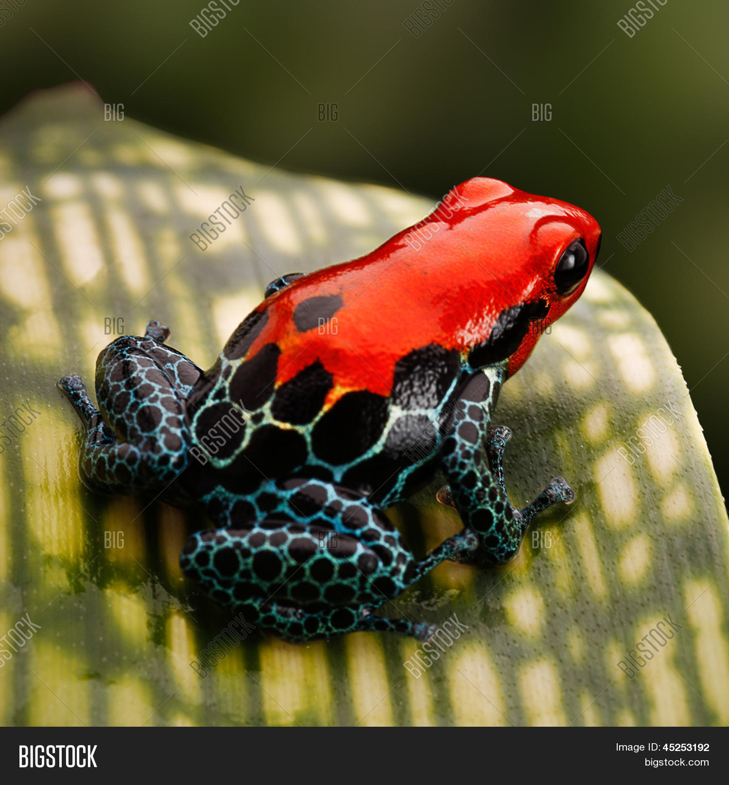 红色的箭毒蛙.