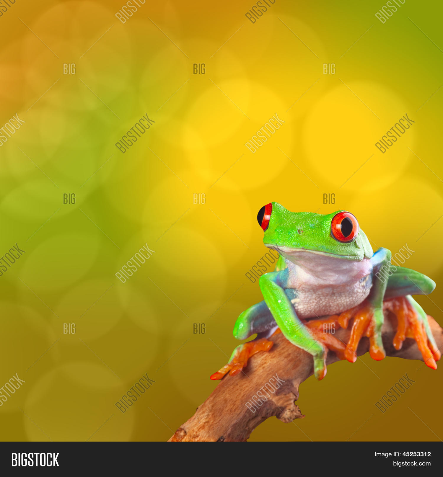 exotic rainforest animal