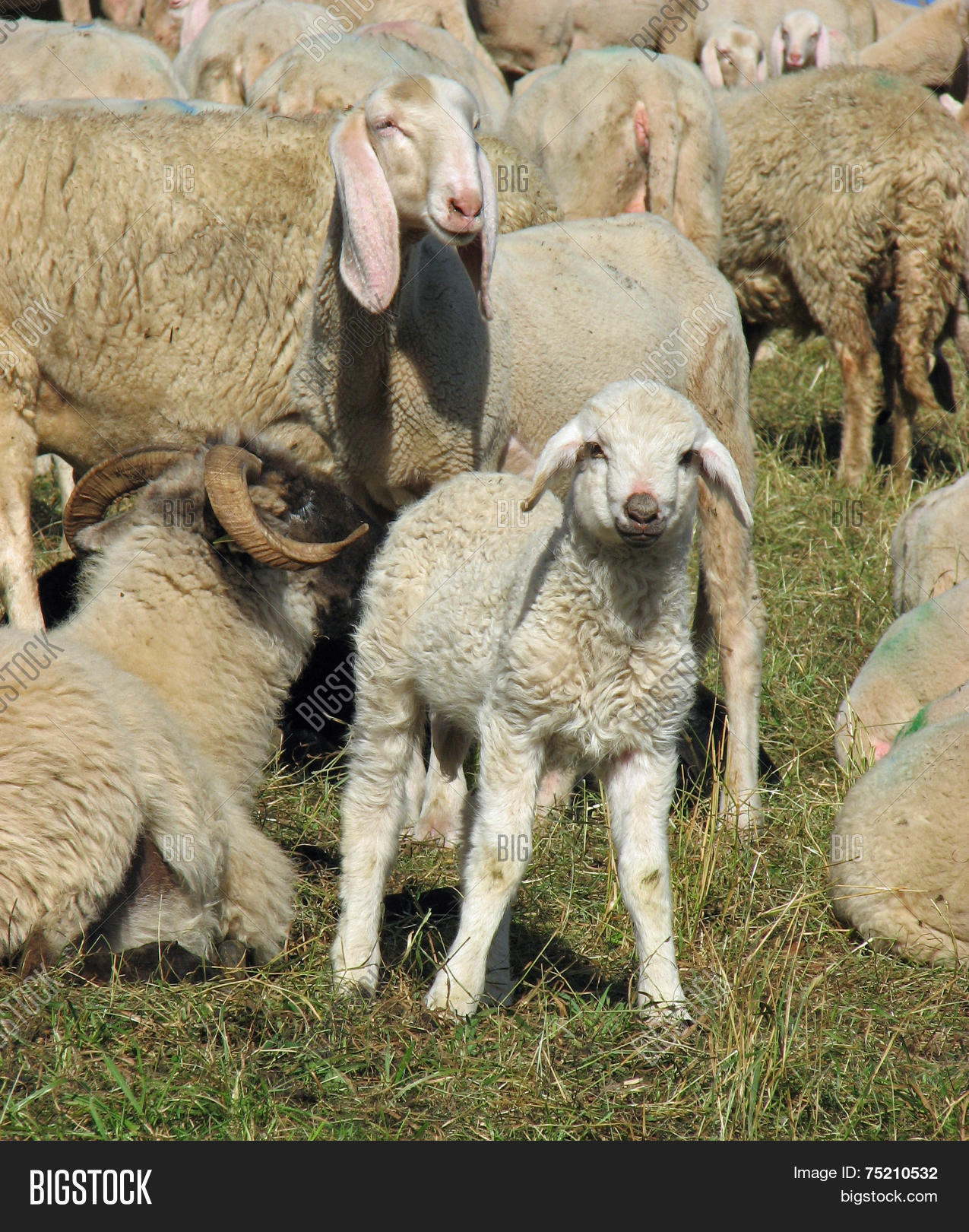 young lamb in the midst of the large flock of sheep and goats