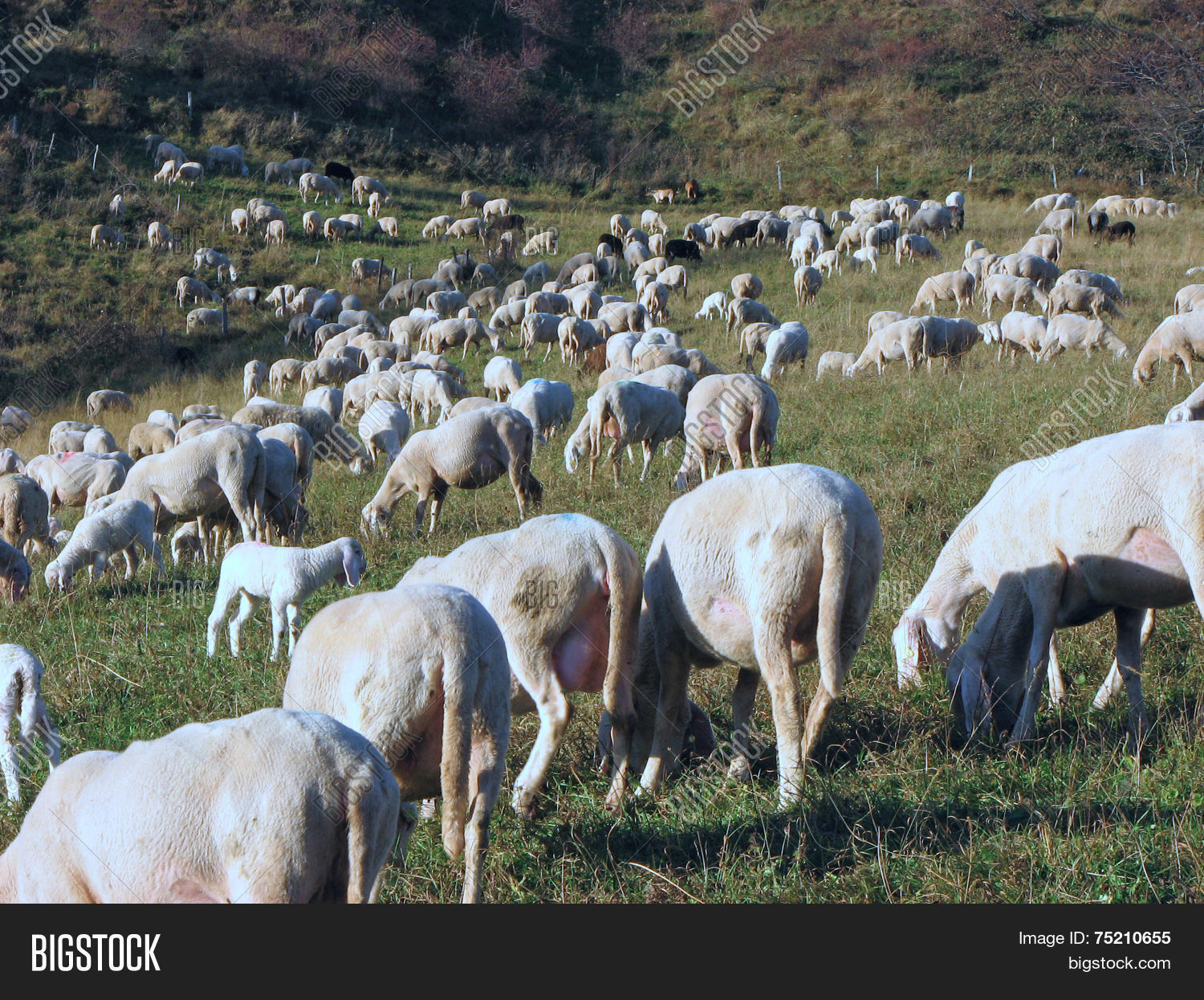 great flock of sheep and goats grazing in the mountains