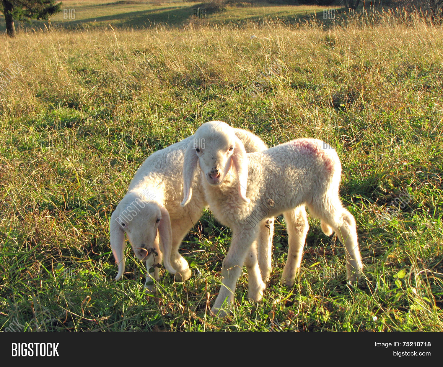 two little lambs with soft, white fur 库存照片和库存图片 | big
