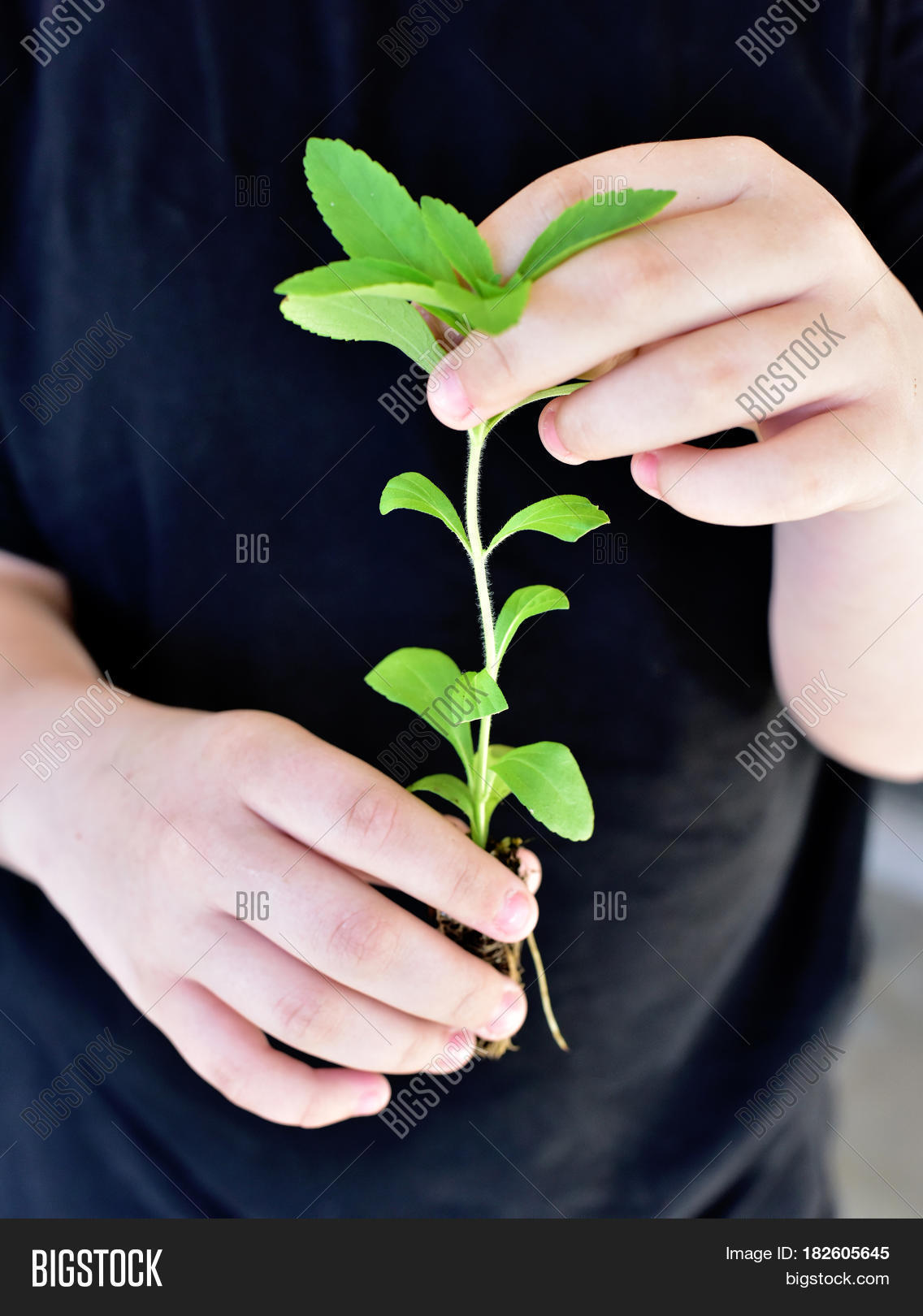 green young seedling stevia plant for planting