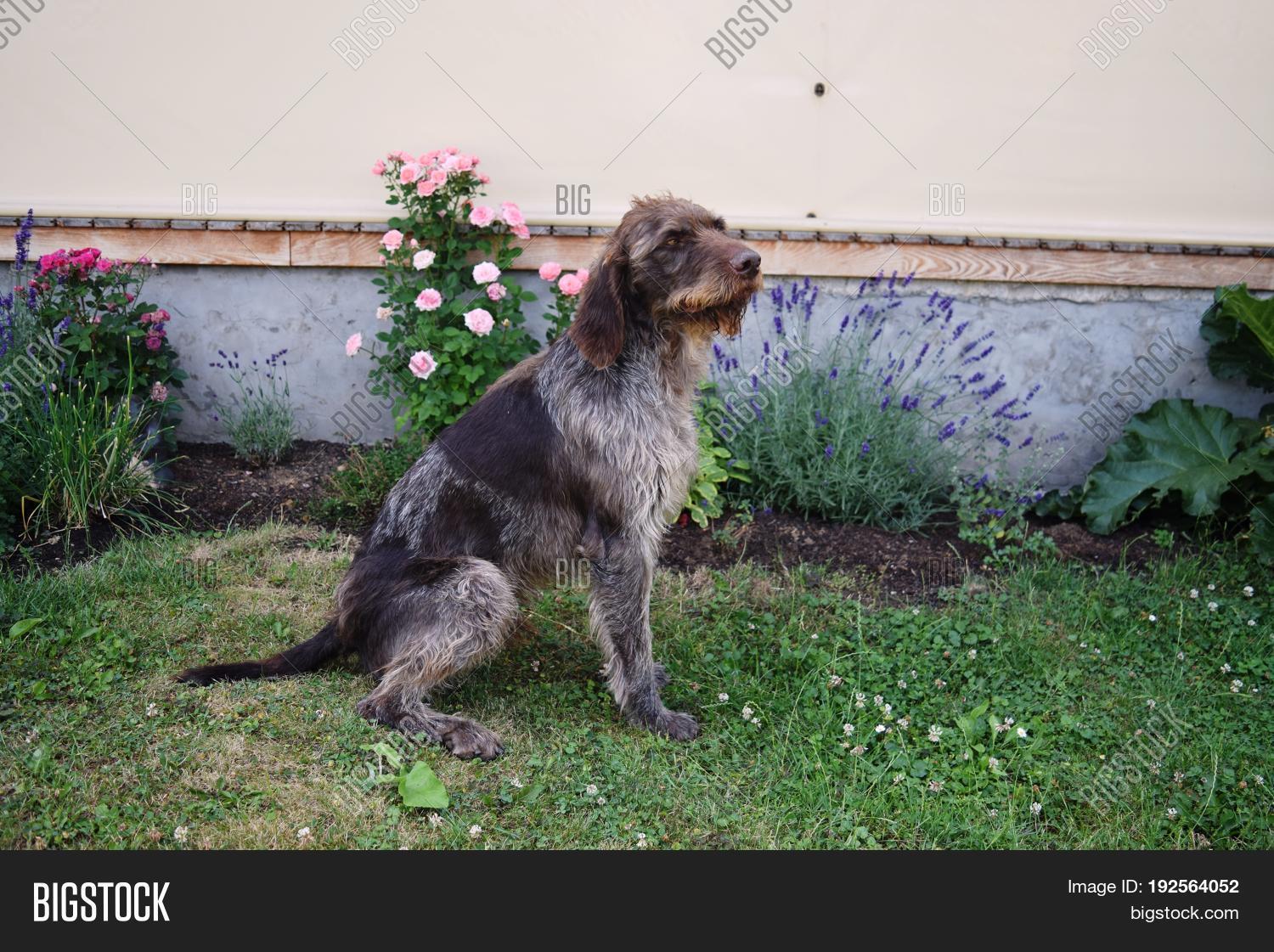hunting dog on sunny day, german wirehaired pointer .