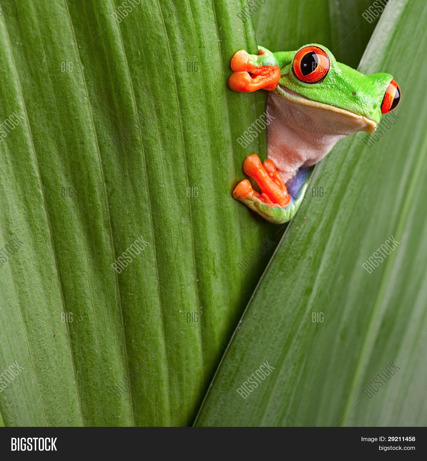 leafs agalychnis callydrias exotic amphibian macro treefrog