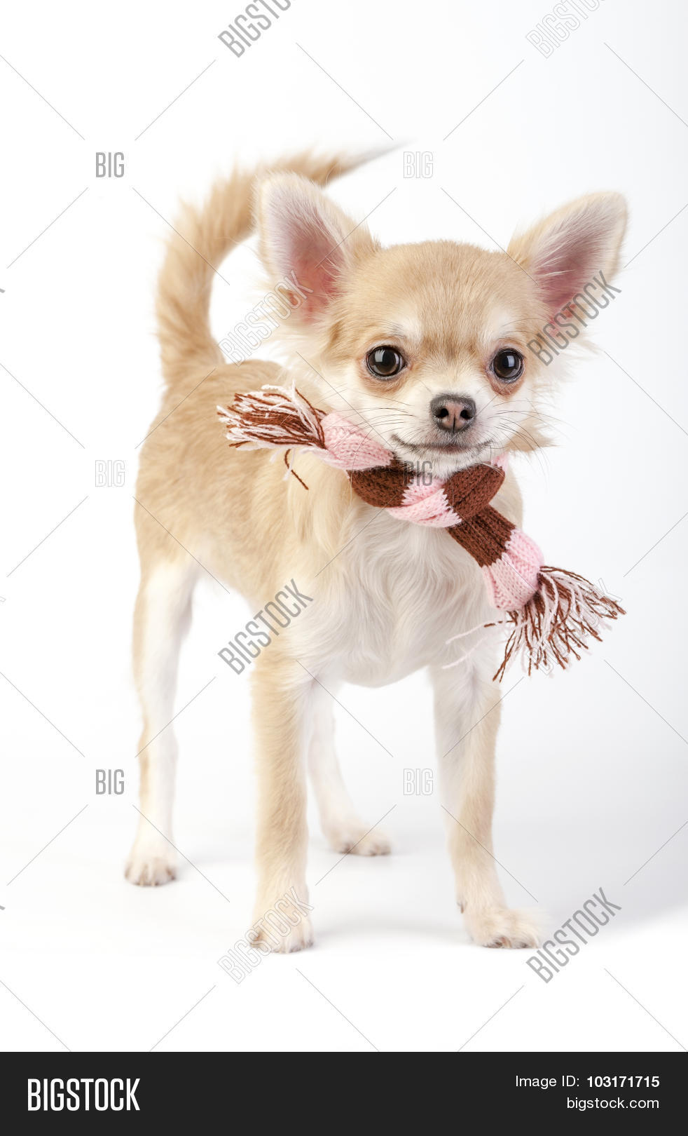 chihuahua dog with striped knited scarf standing on white back
